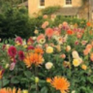 Meet your Posher, Olive